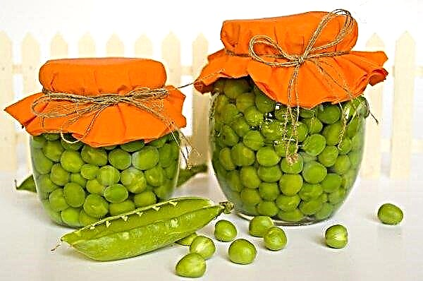 How to pickle peas at home: a step-by-step recipe with photos, useful recommendations