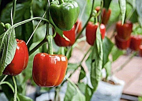 Why does not blush bell pepper in the greenhouse: what to do