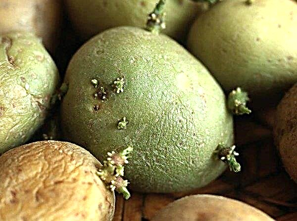Mengapa kentang hijau saat panen: betapa berbahayanya dan apakah mungkin untuk makan