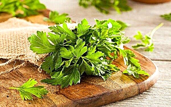 Parsley during pregnancy: is it possible to eat in the early and late stages, how often, how much and in what form