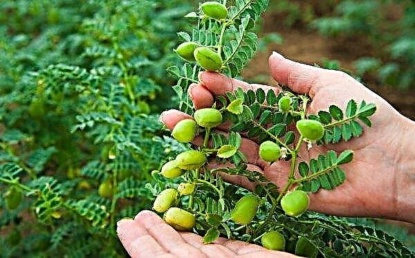 Chickpea ascochitosis and its harmfulness, chickpea seed diseases, description and photos of diseases