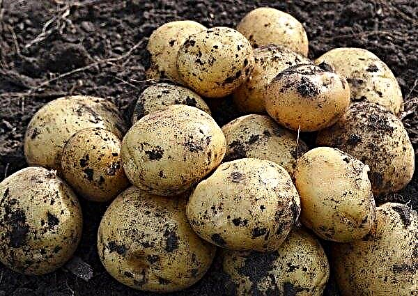 Potato Lugovskoy: description and characteristics of the variety, cultivation and care, photo