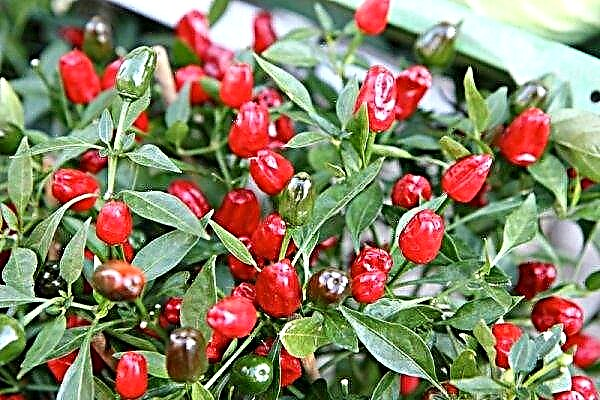 Pepper Spark on the windowsill: growing from seeds, planting and care, formation