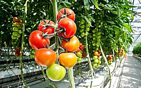Hur du formar tomater i ett växthus: varför är bildning nödvändig, steg för steg diagram, video