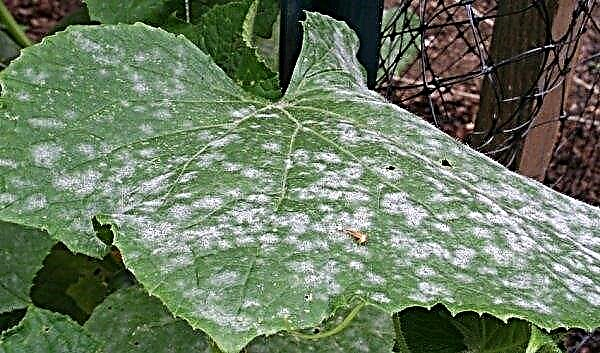 Cucumbers in a greenhouse in autumn: cultivation and care, how and when to plant