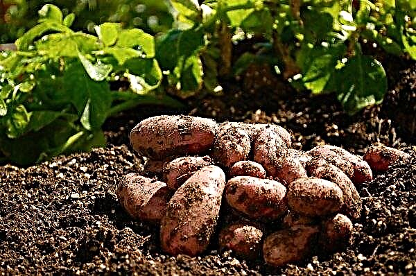 أصناف البطاطا لورا: الوصف والخصائص النباتية ، التكنولوجيا الزراعية للزراعة والرعاية ، الصورة