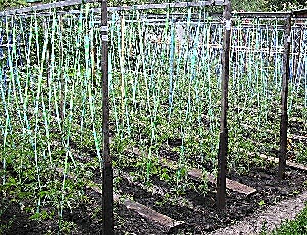 Tomato Spasskaya torni f1: lajikkeen ominaisuudet ja kuvaus, valokuva, sato, istutus ja hoito