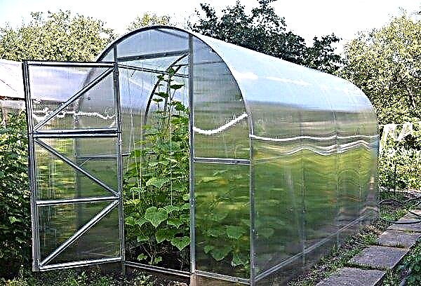 Greenhouse "Country dvushka": advantages and disadvantages, how to make it yourself at home, photo