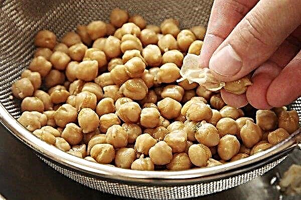Turkish pea chickpeas: glycemic index, is it possible to use with type 1 and type 2 diabetes mellitus, benefits and harms