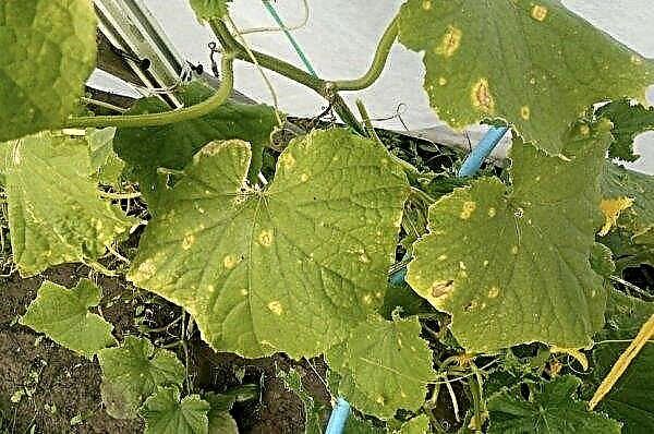 Cucumber Tescha F1: characteristics and description of the variety, features of cultivation and care, photo