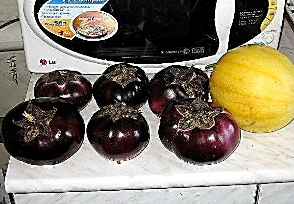Eggplant Bourgeois: description and characteristics of the variety, cultivation, cooking tips, photos