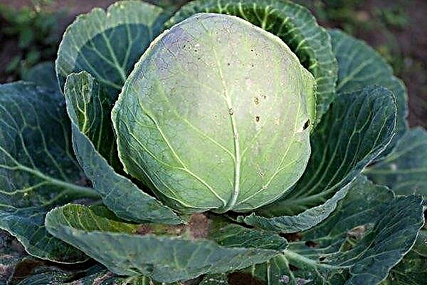 Cabbage varieties Dobrovodskaya: description and characteristics, cultivation and care of cabbage in the open ground, photo