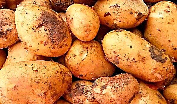 Potato Zhukovsky: description and characteristics of the variety, timing, photo