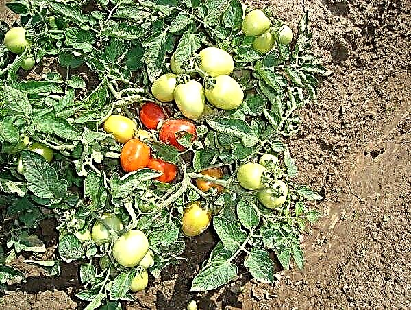Tomato Shuttle - commentaires avec photos, description et description de la variété