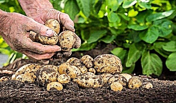 Kako razmnoževati krompir: značilnosti in glavne metode razmnoževanja