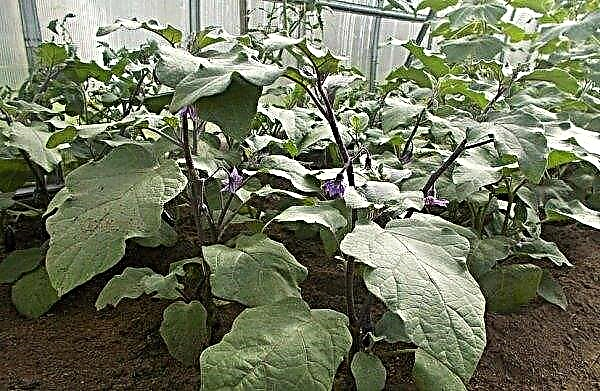 Wat en hoe aubergines goed te voeren, hoe meststoffen te kiezen