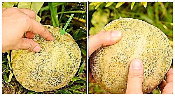 Melon of the variety Fairy Tale F1: appearance and characteristics, planting, cultivation and care, collection dates, photo