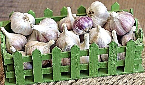 Planting garlic bulbs in the winter: basic rules, care and growing features, useful recommendations, video