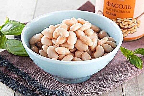 Kacang putih: manfaat dan bahaya, kalori, BZHU
