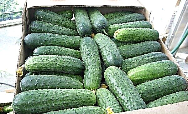 Cucumbers "German F1": characteristics and description of varieties with photos, yield, cultivation and care