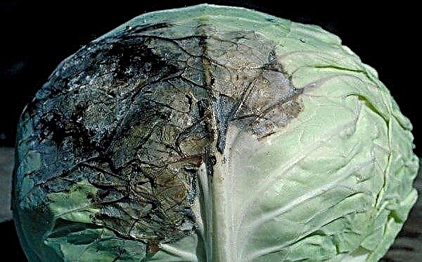 Why the cabbage inside blackens: is it possible to eat, storage rules
