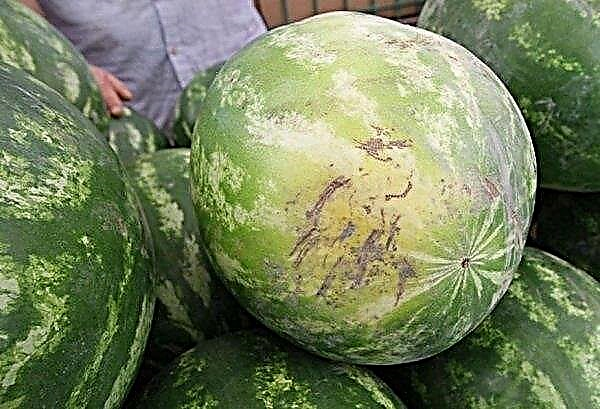 How to identify a watermelon: "girl" is, or "boy", the rules for choosing a ripe and juicy watermelon