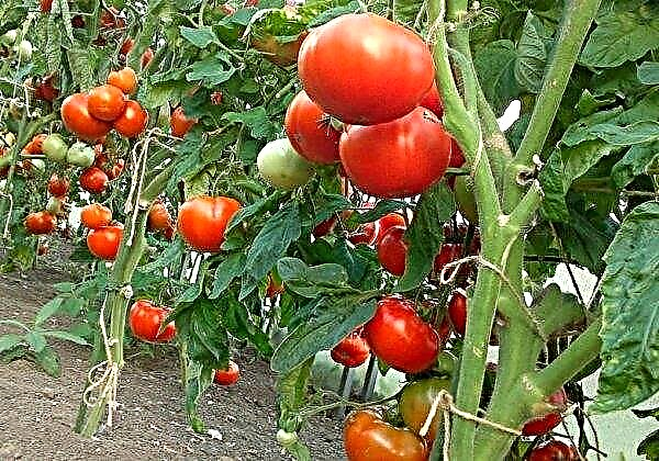 Kako pravilno hraniti rajčicu kvascem: kada je bolje i koliko puta to učiniti, kako pripremiti rješenje, video