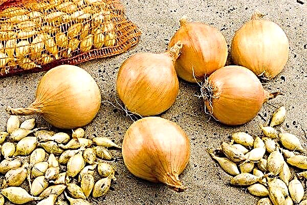Onion Troy: وصف متنوعة وخصائص وزراعة ، وكيفية العناية ، والصورة