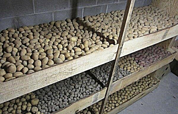 Potato Sante: beskrivelse og karakteristika for sorten, smag, især dyrkning og pleje, foto