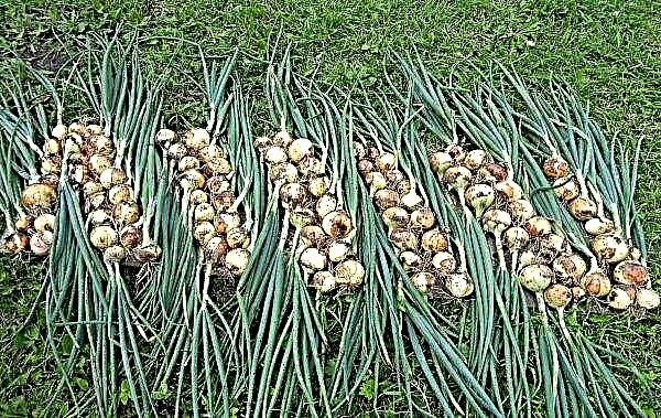 Winter onions: how to plant properly in autumn at home, care features