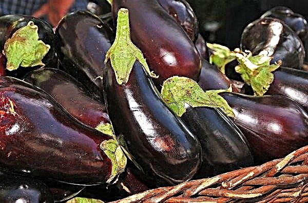 Sorter av aubergine för ett växthus: en översyn av de bästa, funktioner med foton