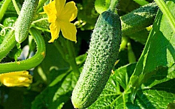 Variety of cucumbers Vyaznikovsky 37: description and characteristics, advantages and disadvantages, cultivation, planting and care, photo