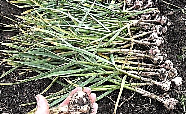 Garlic "Lyubasha": variety description, yield, photo, planting and care