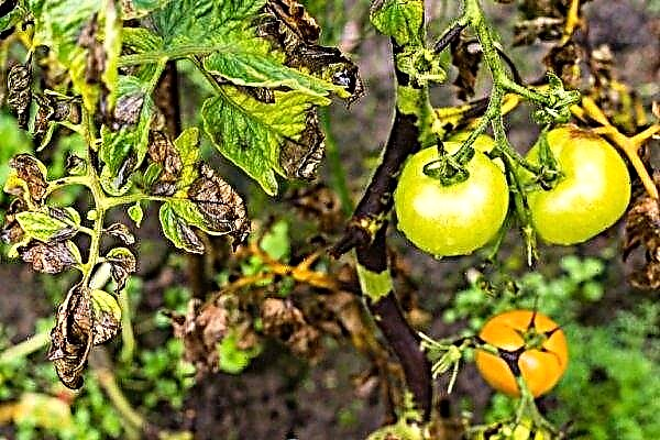 Copper wire from late blight on tomatoes: benefits and harms, application features, videos, reviews
