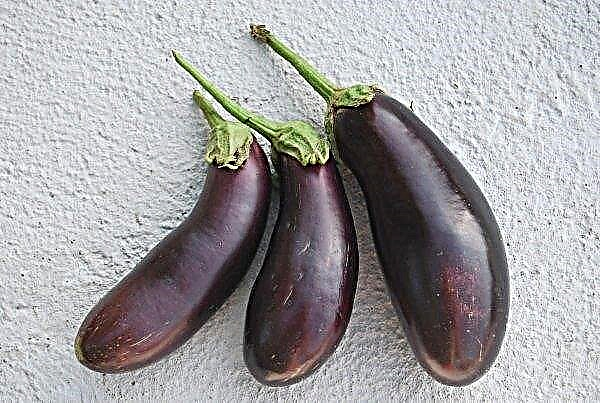 Eggplant Black Opal: description, characteristics and growing, photo
