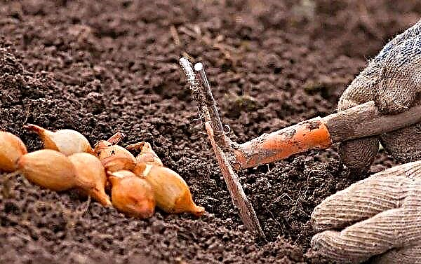 Como e o que processar conjuntos de cebola antes de plantar no inverno: o que absorver, o que alimentar