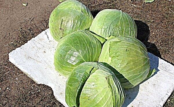 Cabbage cultivar Menzania F1 - features and characteristics of the variety, agricultural techniques of planting and growing cabbage on the site, photo
