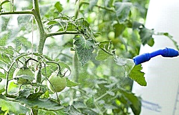 Tomato Danko: lajikkeen ominaisuudet ja kuvaus, valokuva, sato, istutus ja hoito