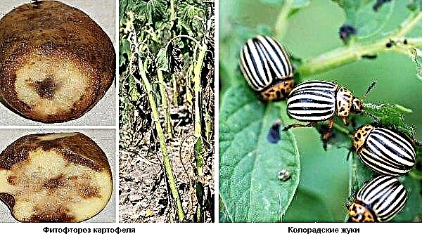 Kartofler af sorten Rosalind: funktioner og karakteristika ved sorten, landbrugsteknologi til beplantning og pleje, foto