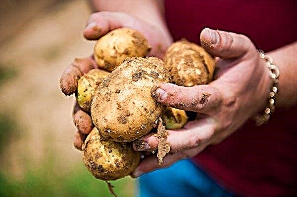 Картопля Коломбо: опис і характеристика сорту з фото, корисні властивості і його смакові якості, вирощування