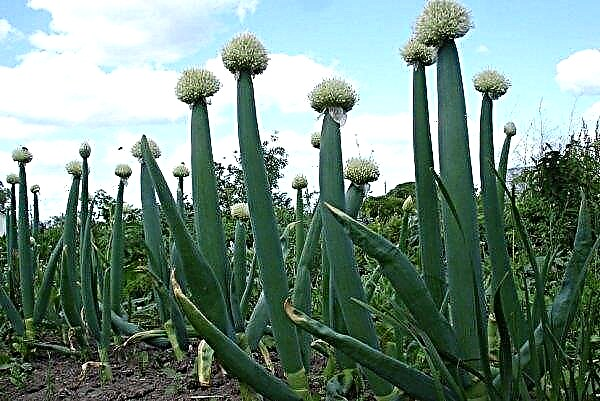 Onion Altai Alves: description and description, useful properties and contraindications, features of cultivation and care, photo
