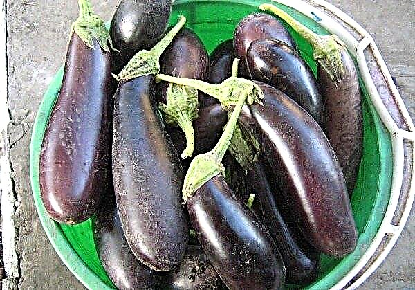 Eggplant Diamond: description and characteristics, productivity and cultivation, photo