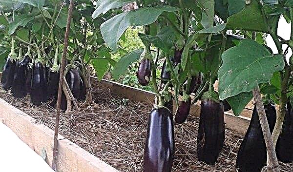Eggplant Black Prince: characteristics and description of the variety, photo, planting and care