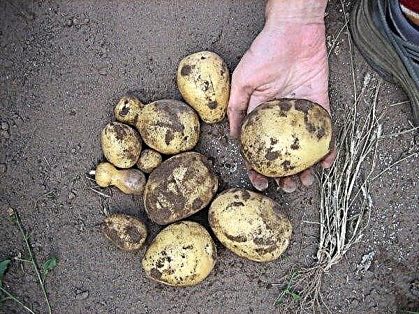 Patates Scarb (çeşit tanımı) yetiştiriciliği, verimlilik, fotoğraf