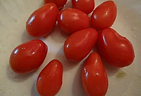 Pomidoras „Maskvos delikatesas“: veislės savybės ir aprašymas, derlius, auginimo ir priežiūros ypatybės, nuotrauka