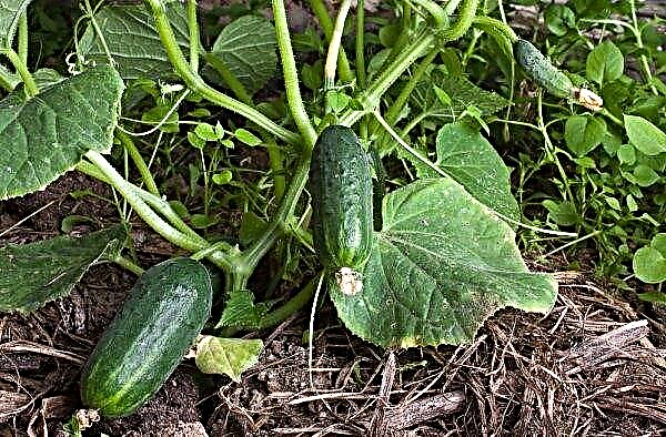 Why cucumbers are hollow: how to get rid of this, the reasons for the appearance of cucumber hollow