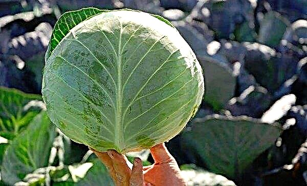 Variety cabbage Brigadir F1: appearance and characteristics, planting and care features, photo