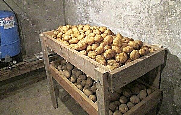 Potatoes Vector: description and characteristics of the variety, cultivation and productivity, photo