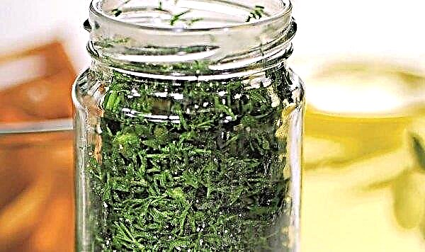 How to salt fresh dill for the winter in jars: a recipe with photos for long-term storage