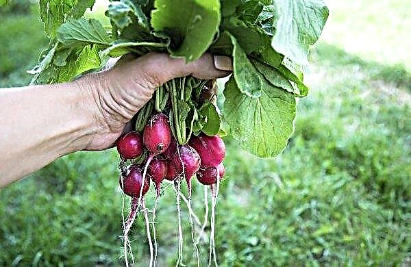 Variété de radis Cherriet: caractéristiques, culture agricole